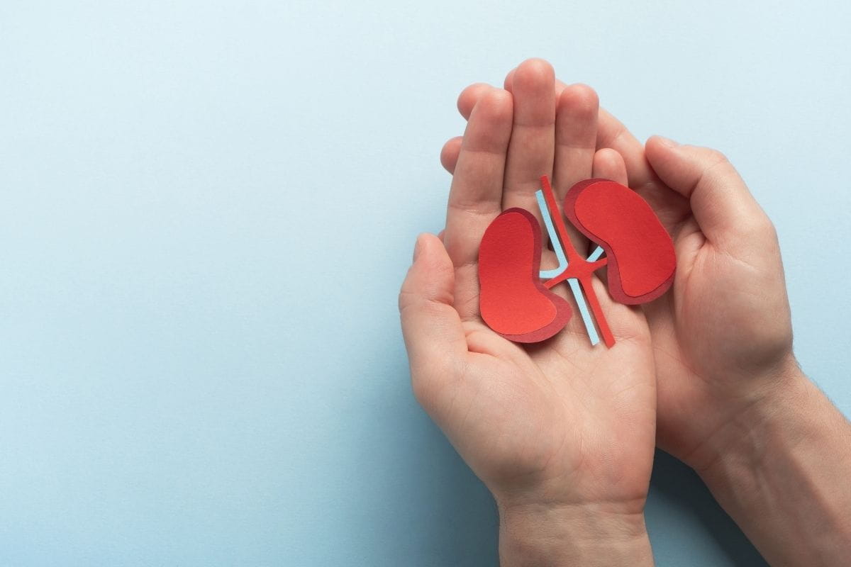 alcoholic kidneys effects of alcohol